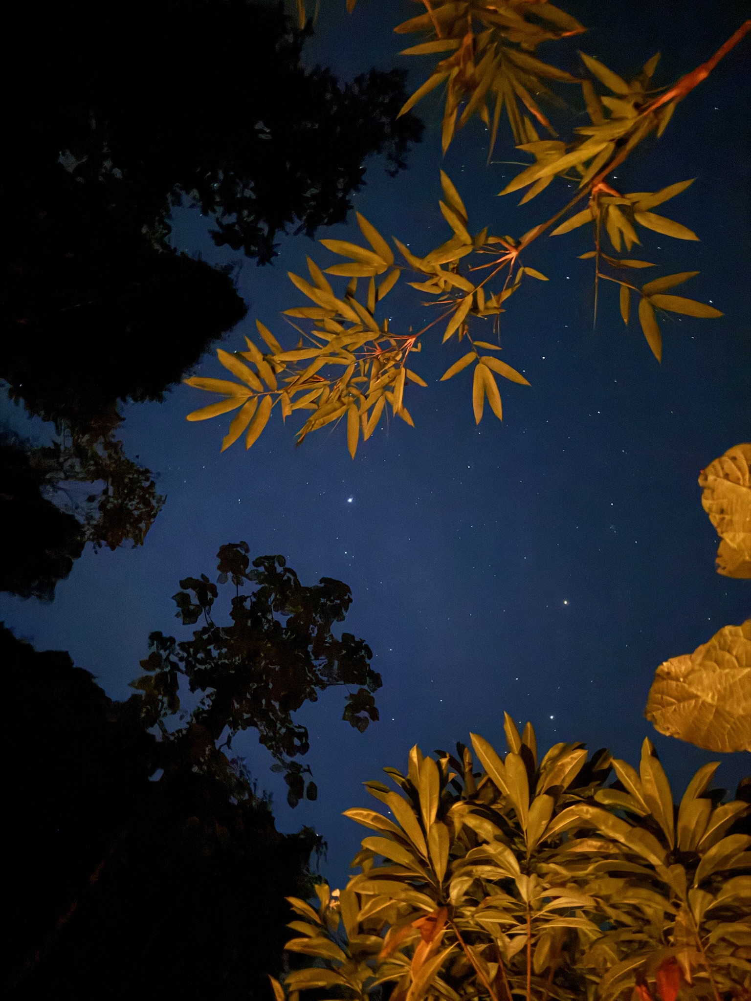 Sterrenhemel in de jungle van Sumatra
