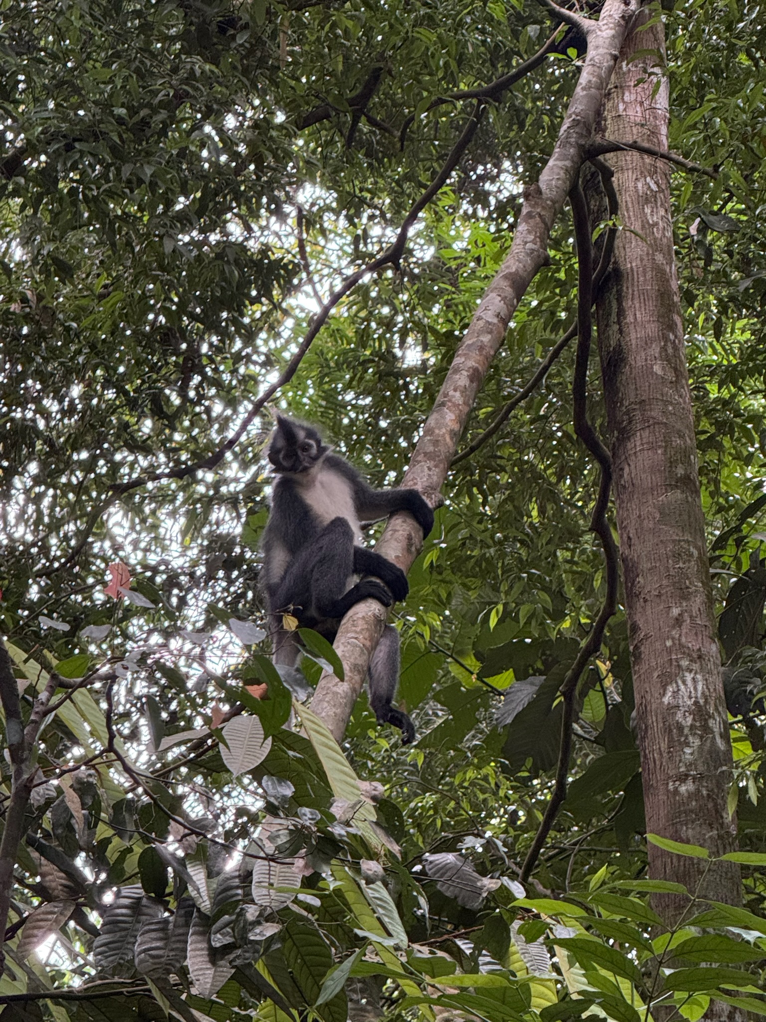Thomas-langoer in de jungle van Sumatra