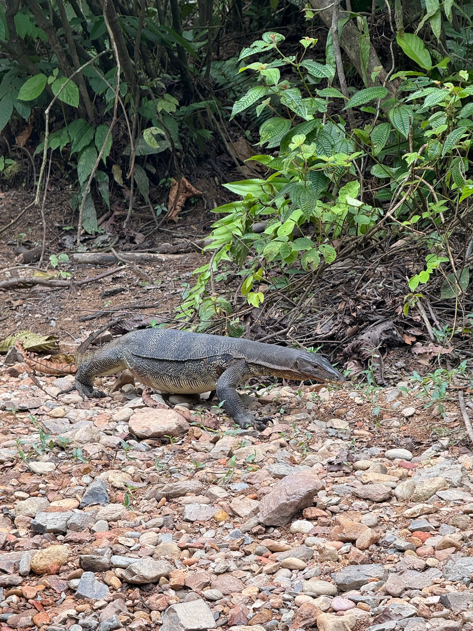 Varaan in de Jungle van Sumatra