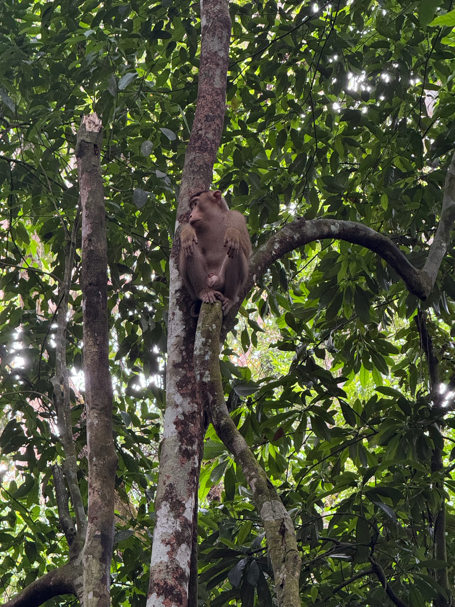 Varkens makaken in de jungle op Sumatra