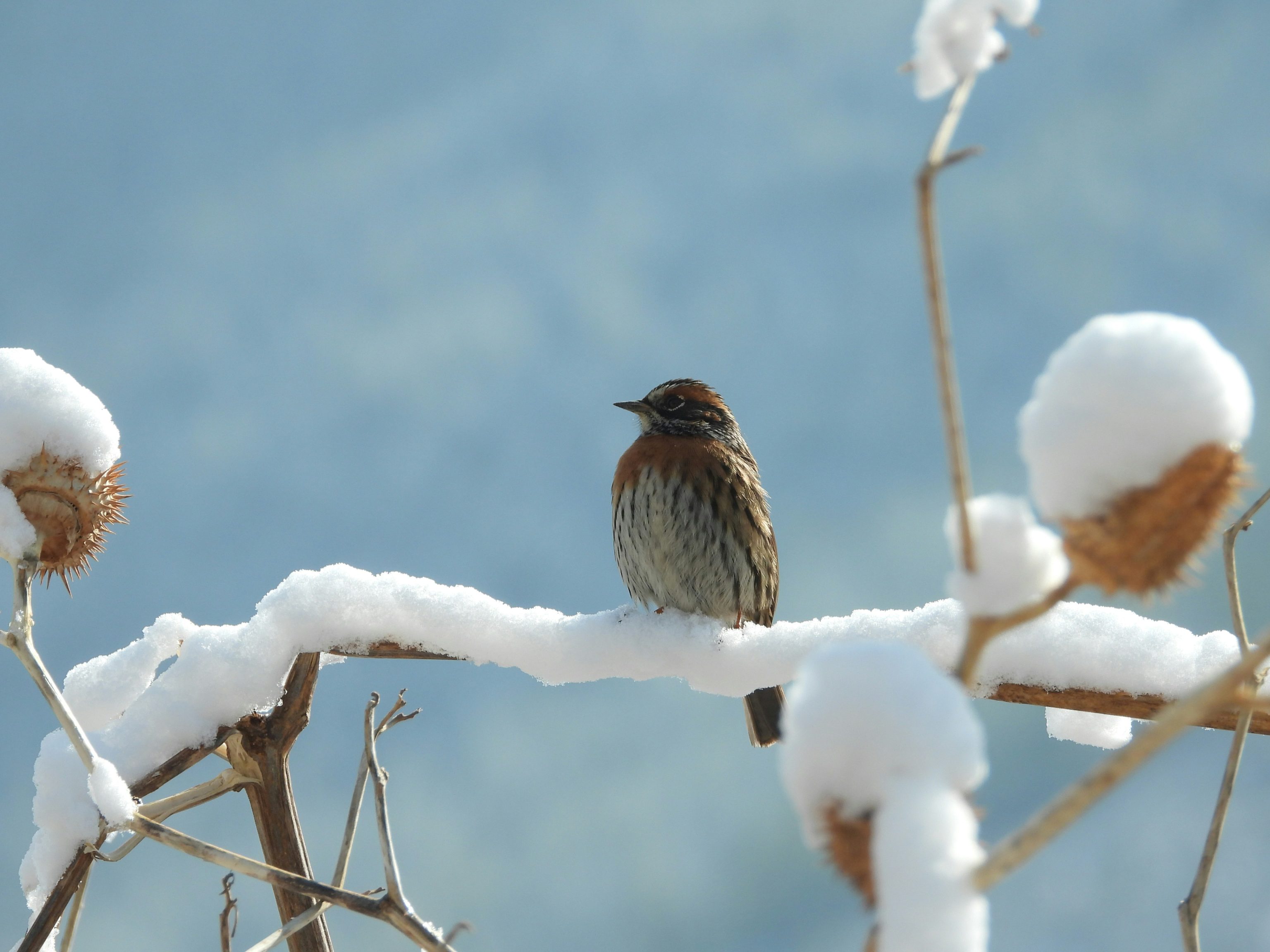 Rufous-breasted accentor in Thimpu