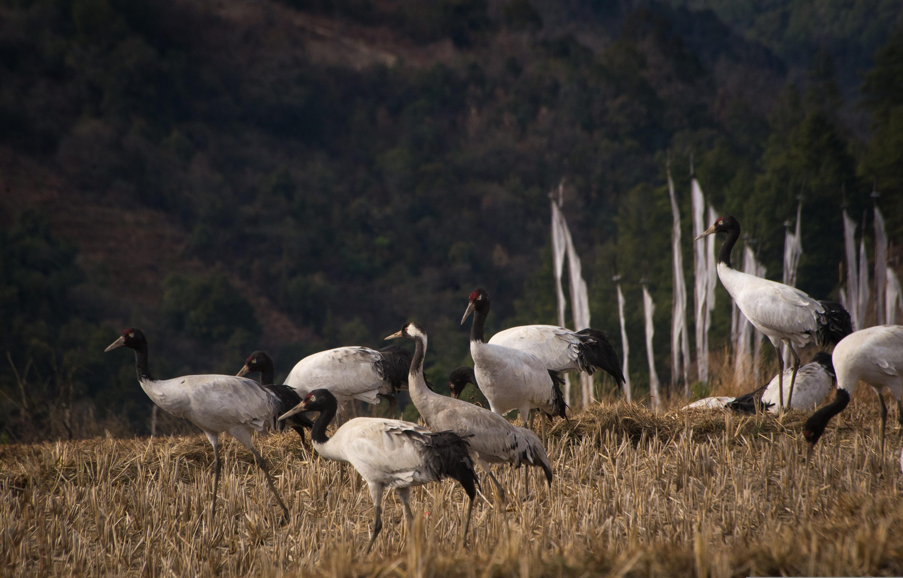 Zwarthalskraanvogels Bhutan