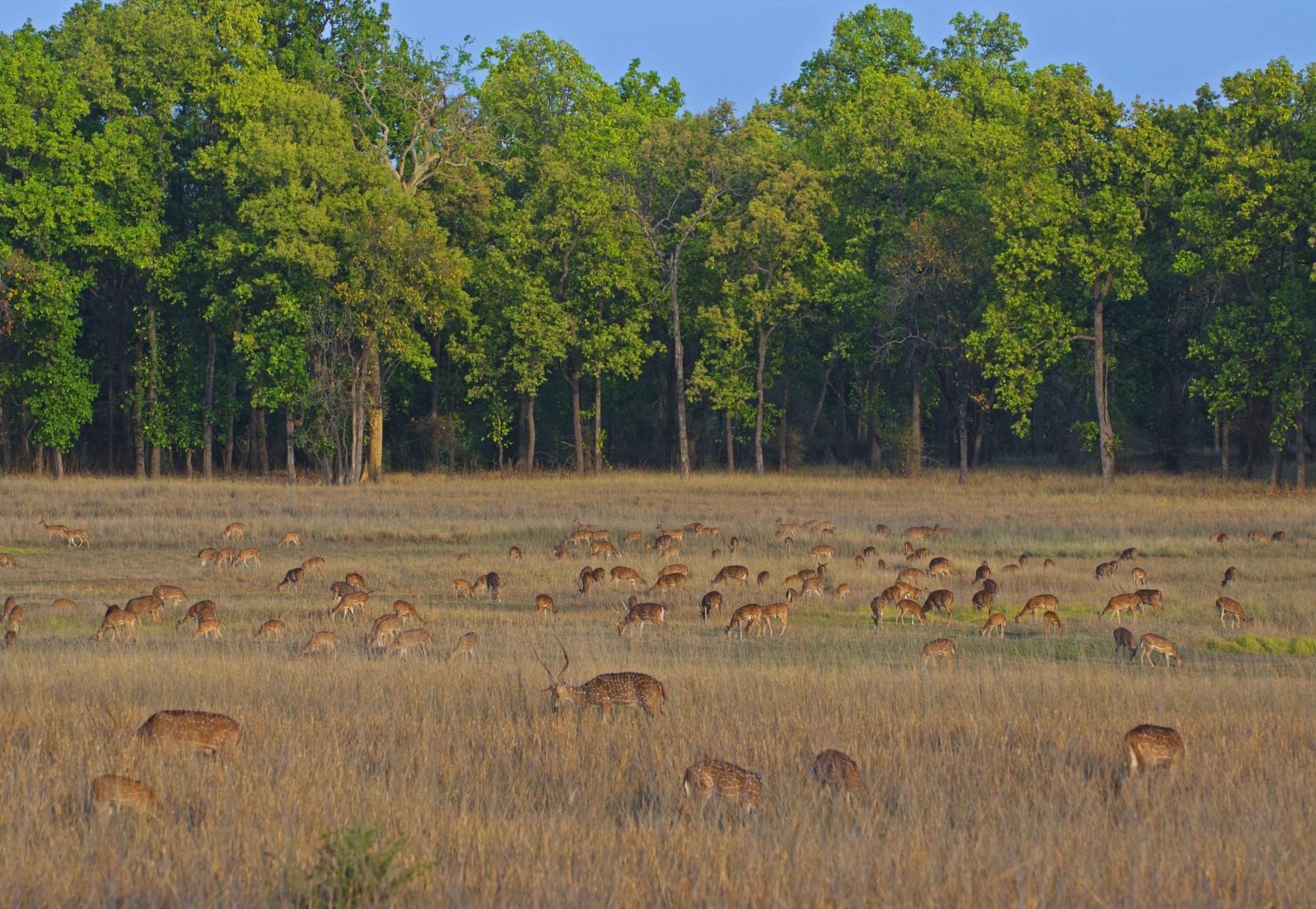 Bandhavgarh National Park