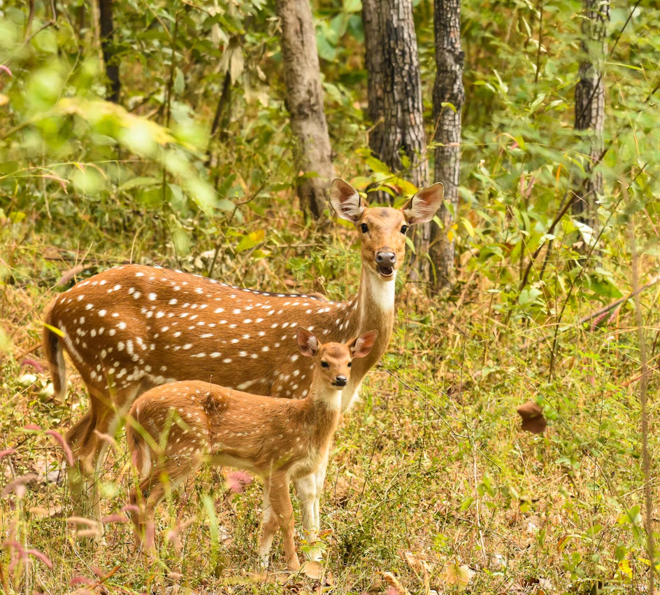 Herten in Pench National Park