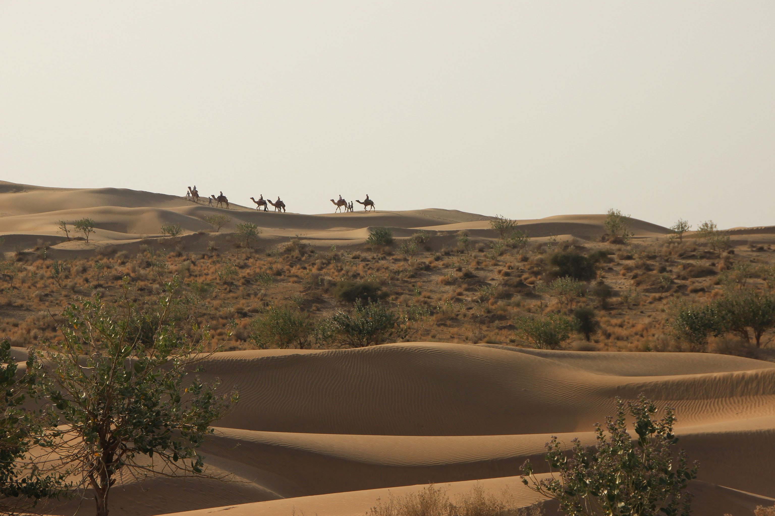 Rondreis India, Thar woestijn, Rajasthan