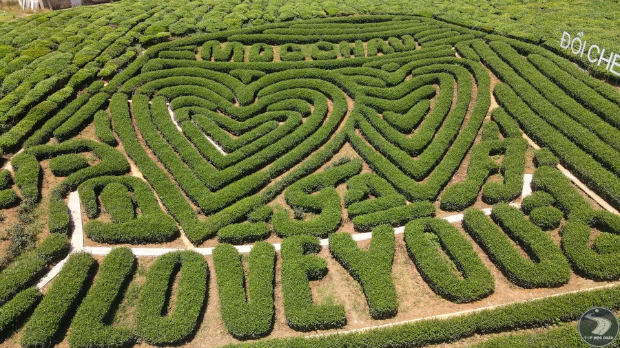 Theeplantage Doi Che Trai Tim in Moc Chau, Vietnam