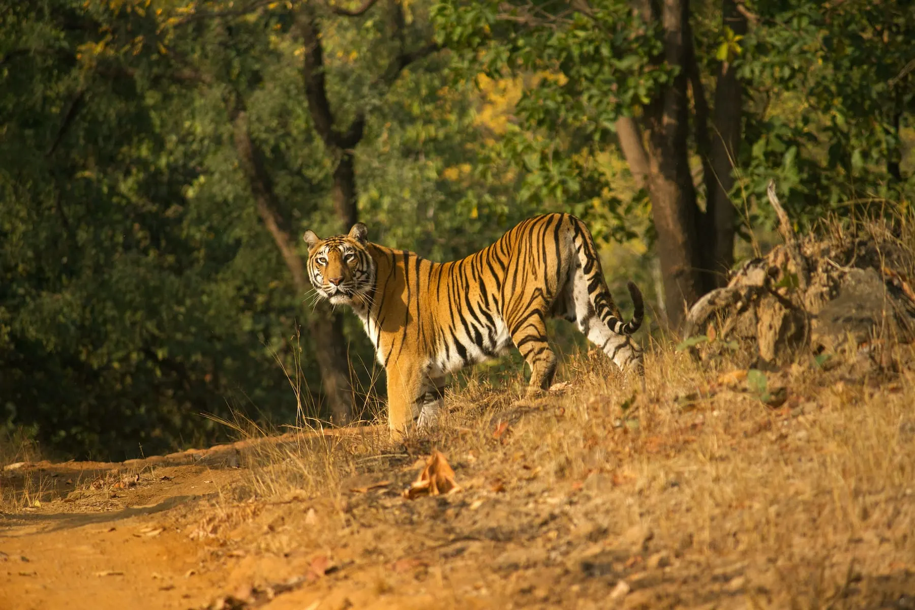 Tijger in Satpura National Park