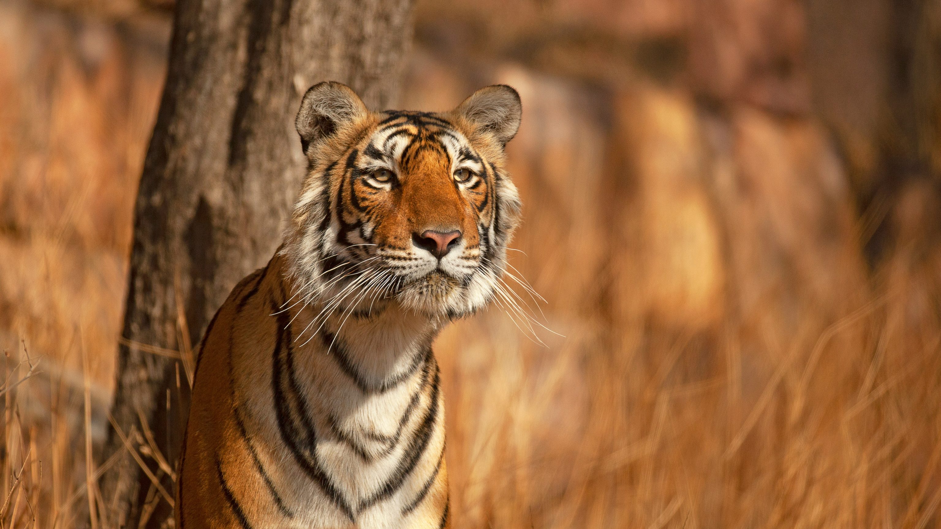Tijger Ranthambore NP