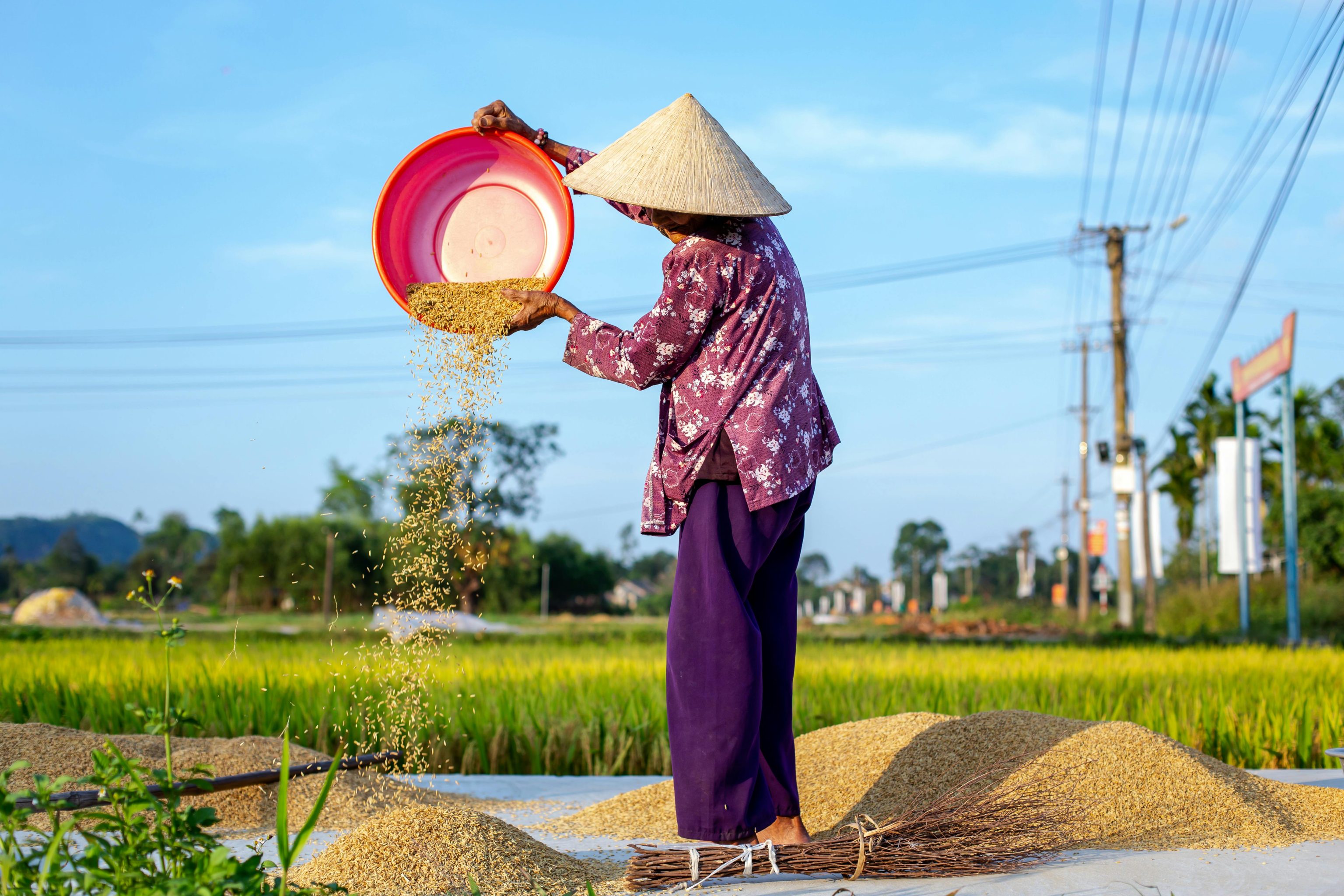 platteland Hoi An, Vietnam