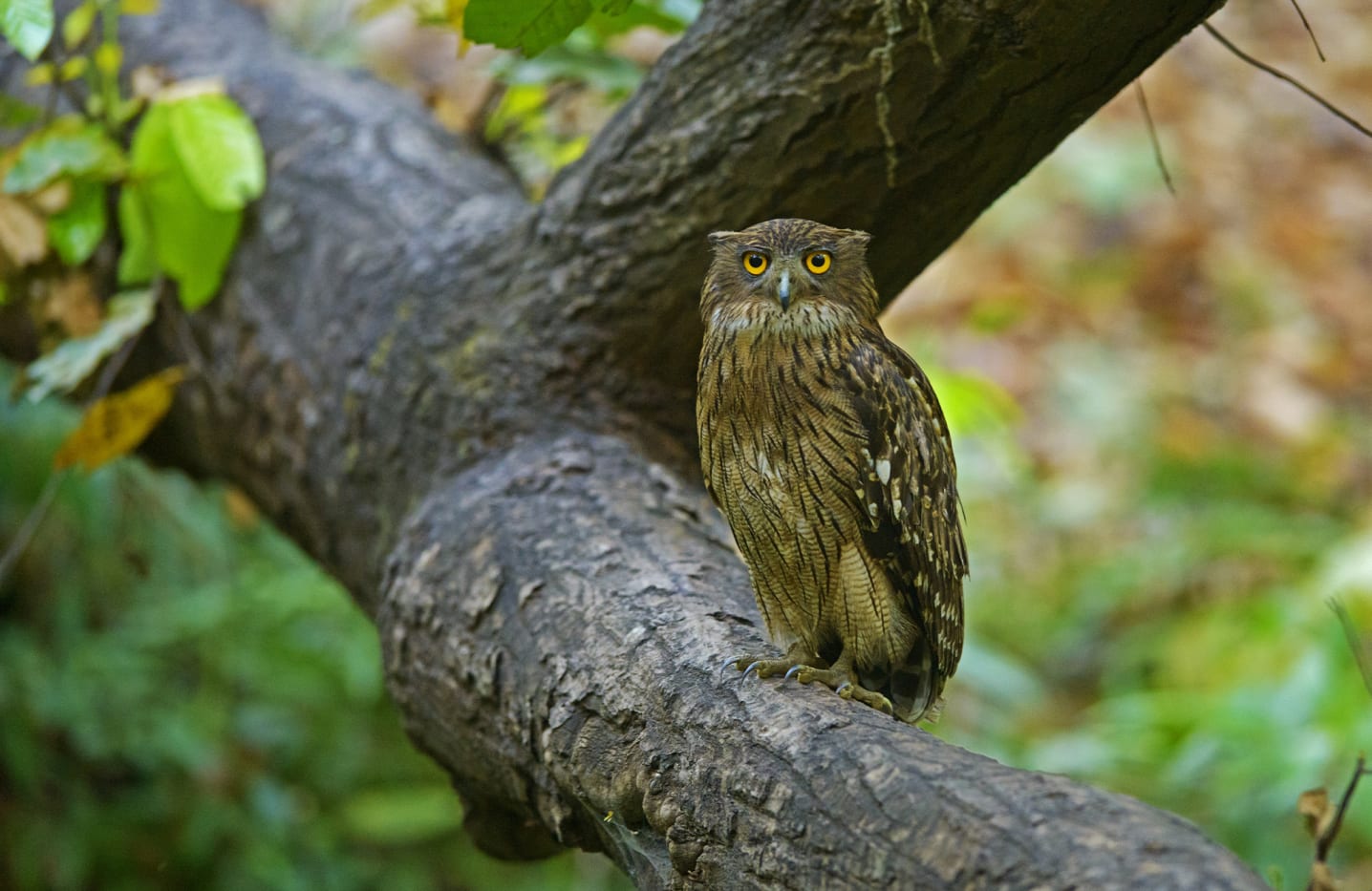 Bandhavgarh National Park