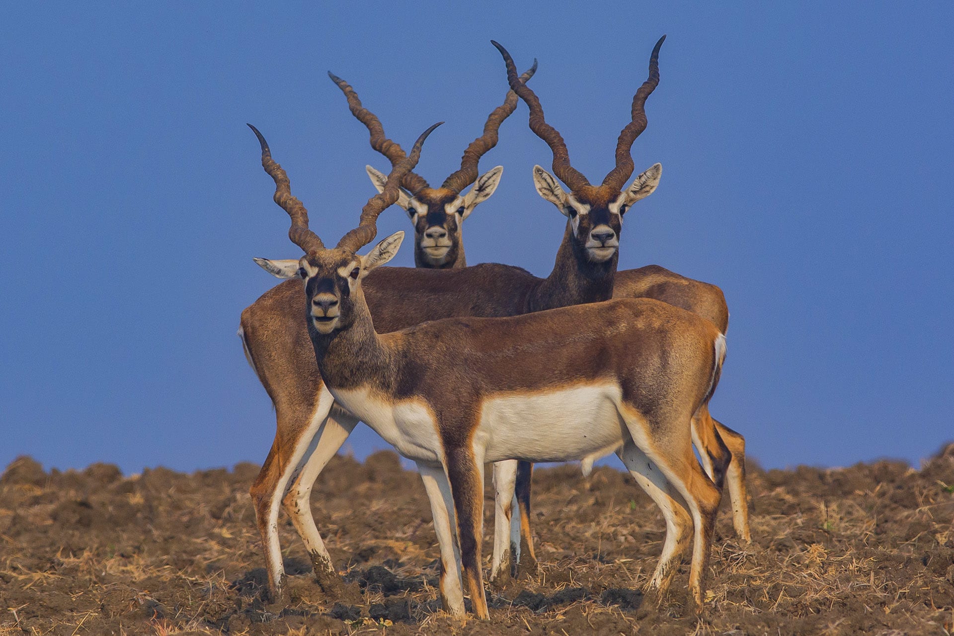 Blackbuck in Satpura National Park