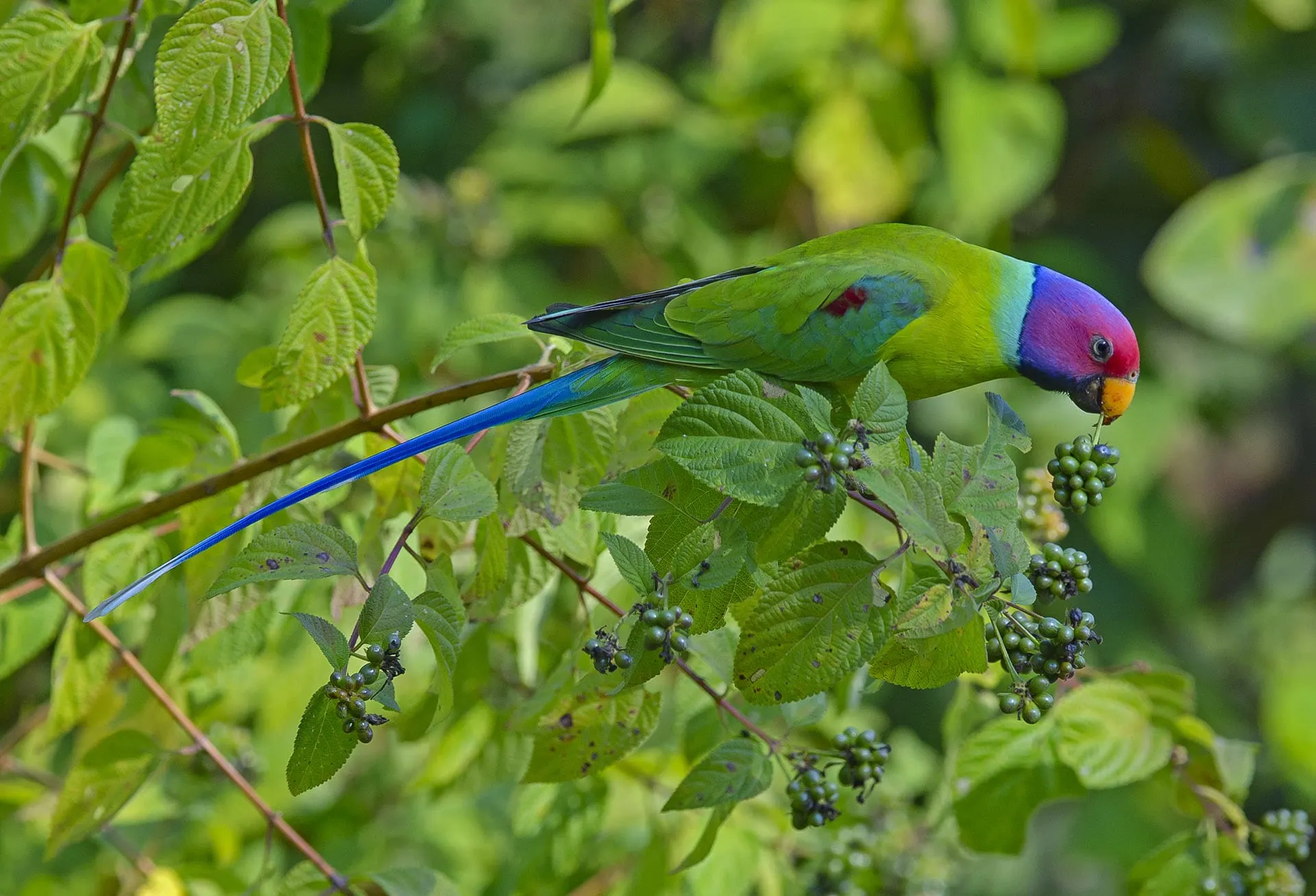 Vogel in Satpura National Park
