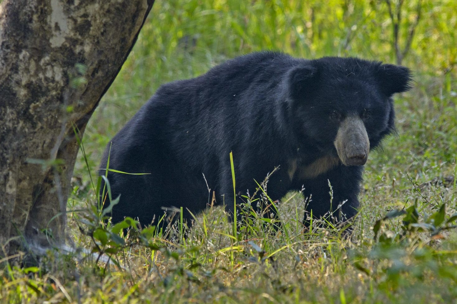 Beer in Satpura National Park