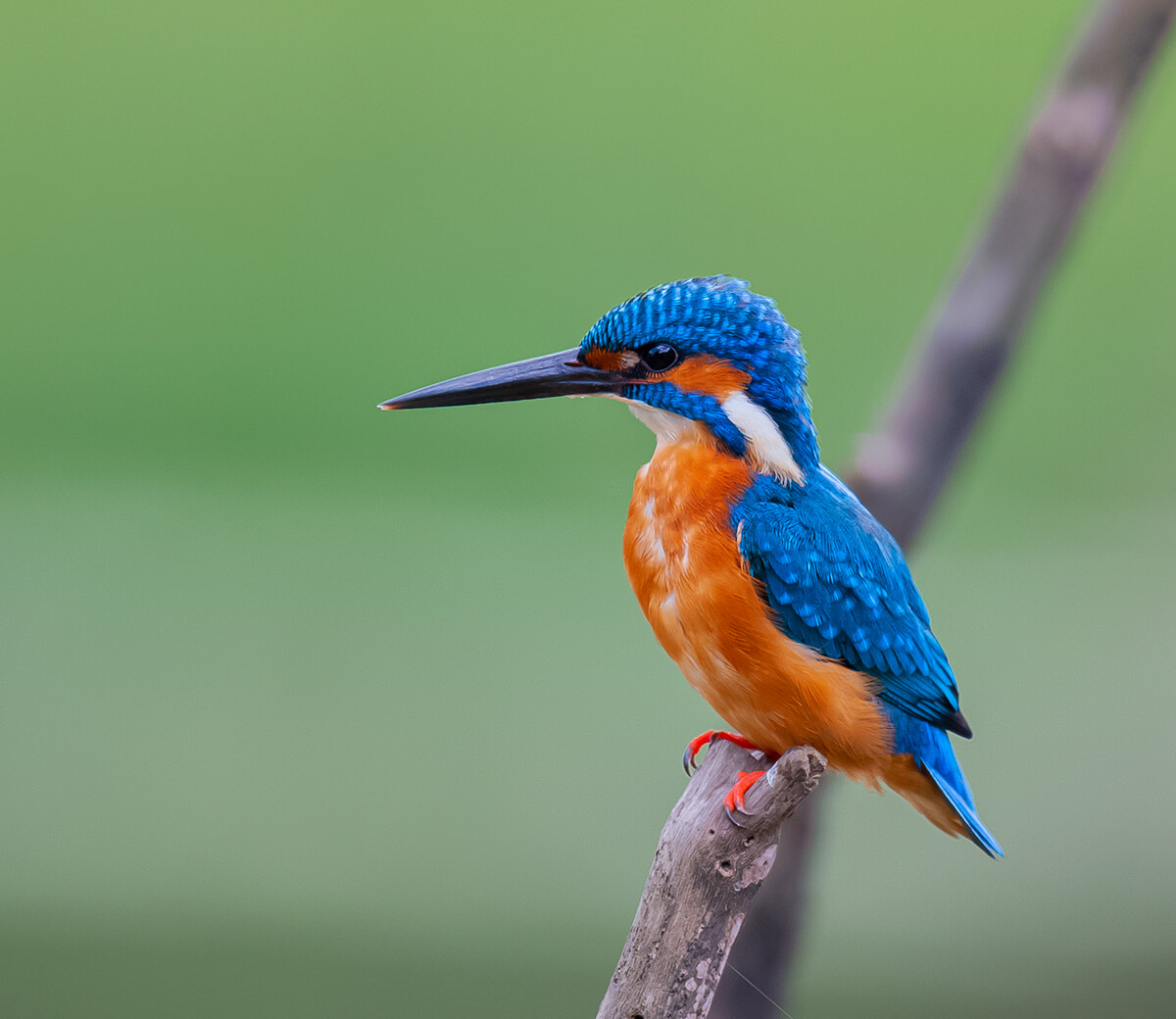 wilpattu backwaters lodge bird