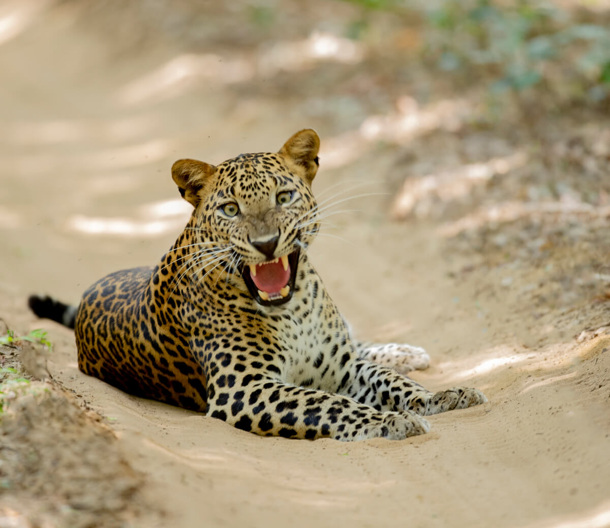 wilpattu backwaters lodge leopard