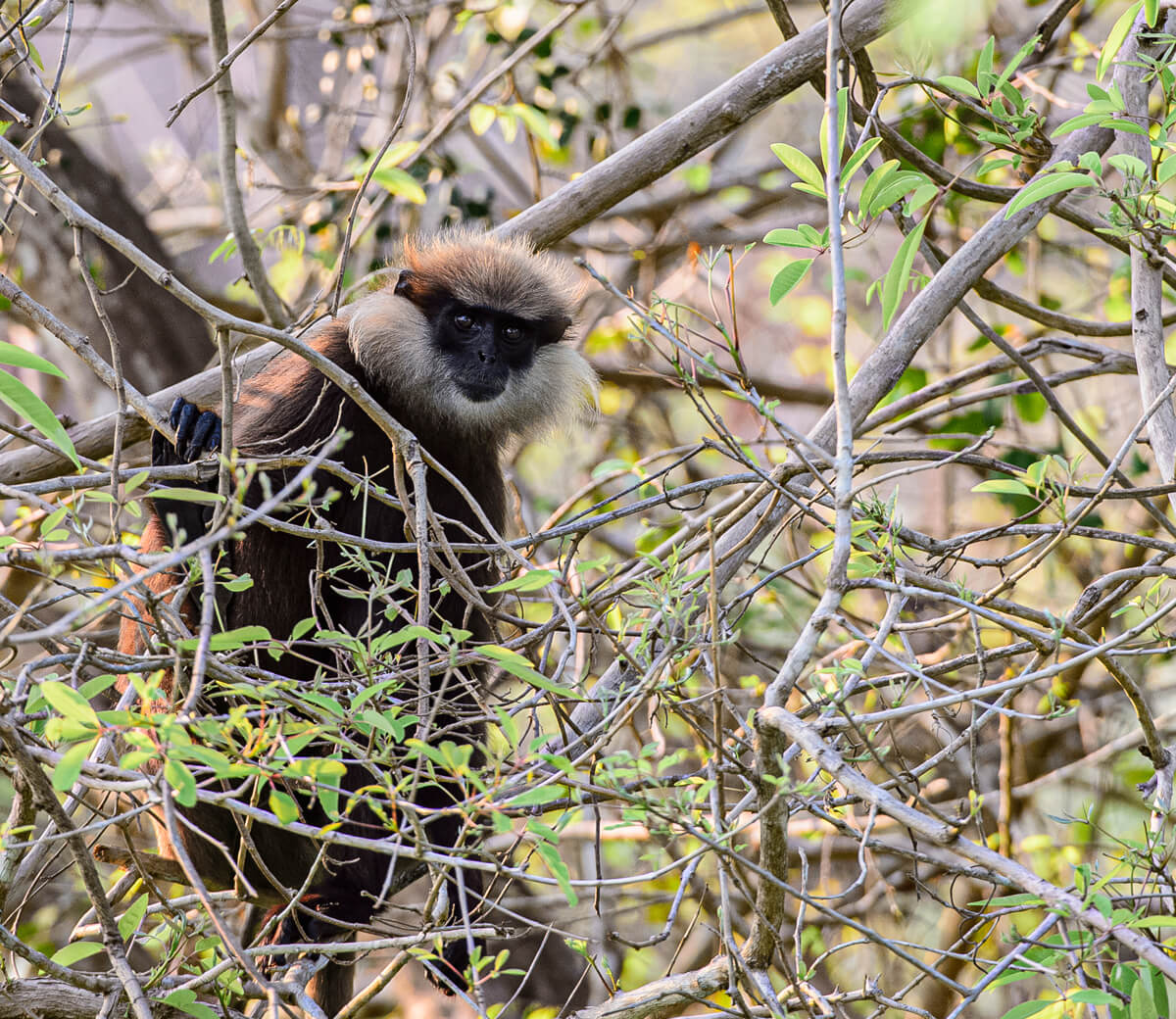 wilpattu backwaters lodge monkey