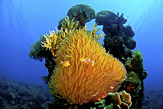 Kura Kura Resort Menyawakan Island, Karimunjawa-archipel