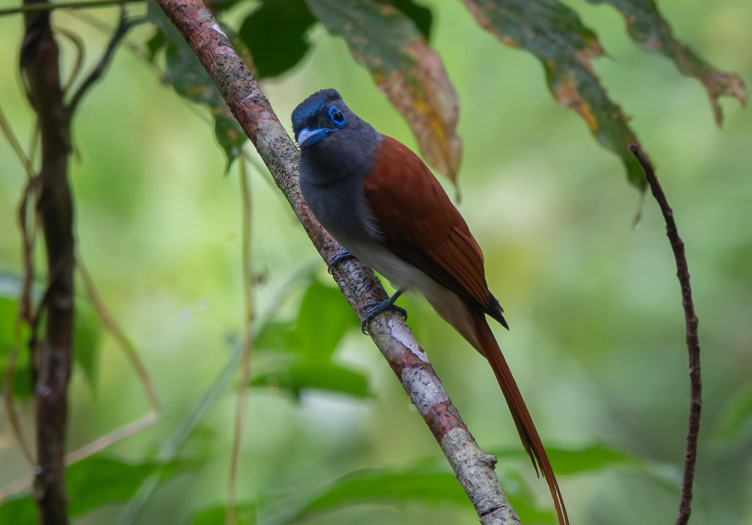 Nam Et-Phou Louey National Park