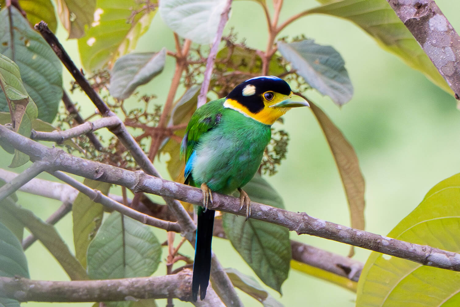 Nam Et-Phou Louey National Park