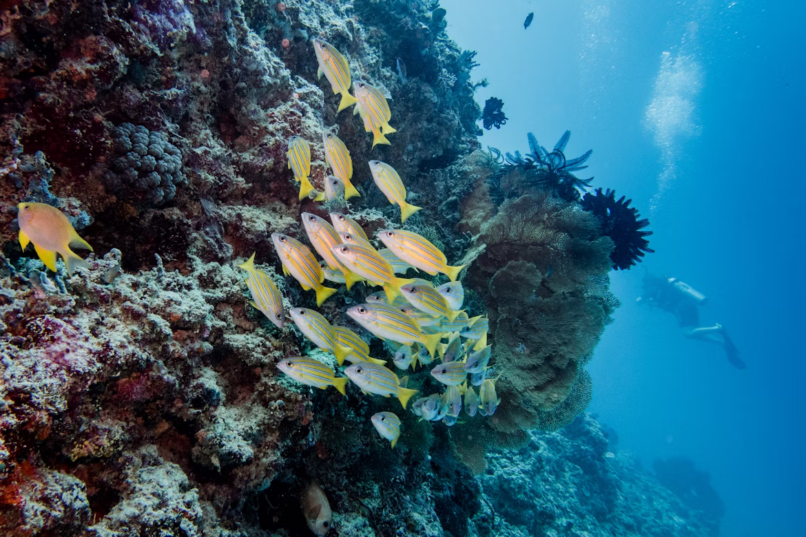 Snorkelen bij Meno Wall, Gili Meno