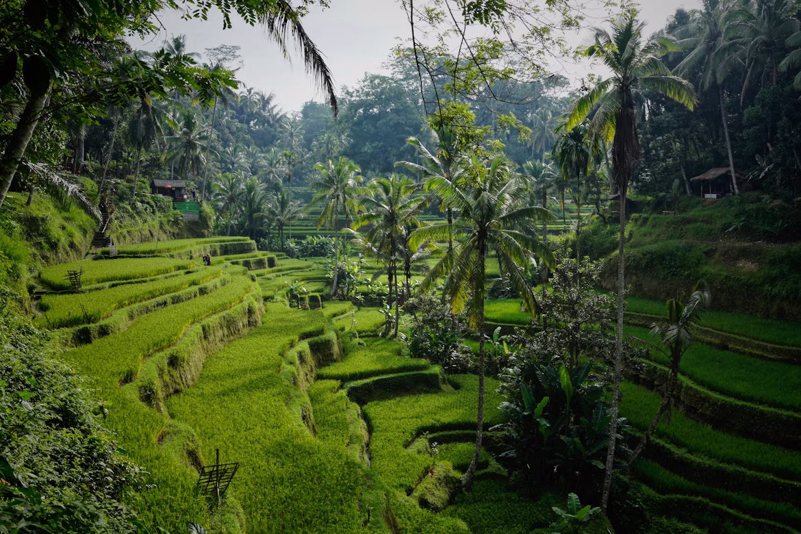 Tegelalang rijstvelden, Ubud