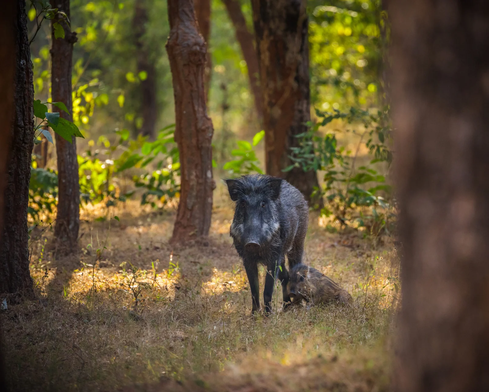 ranthambore