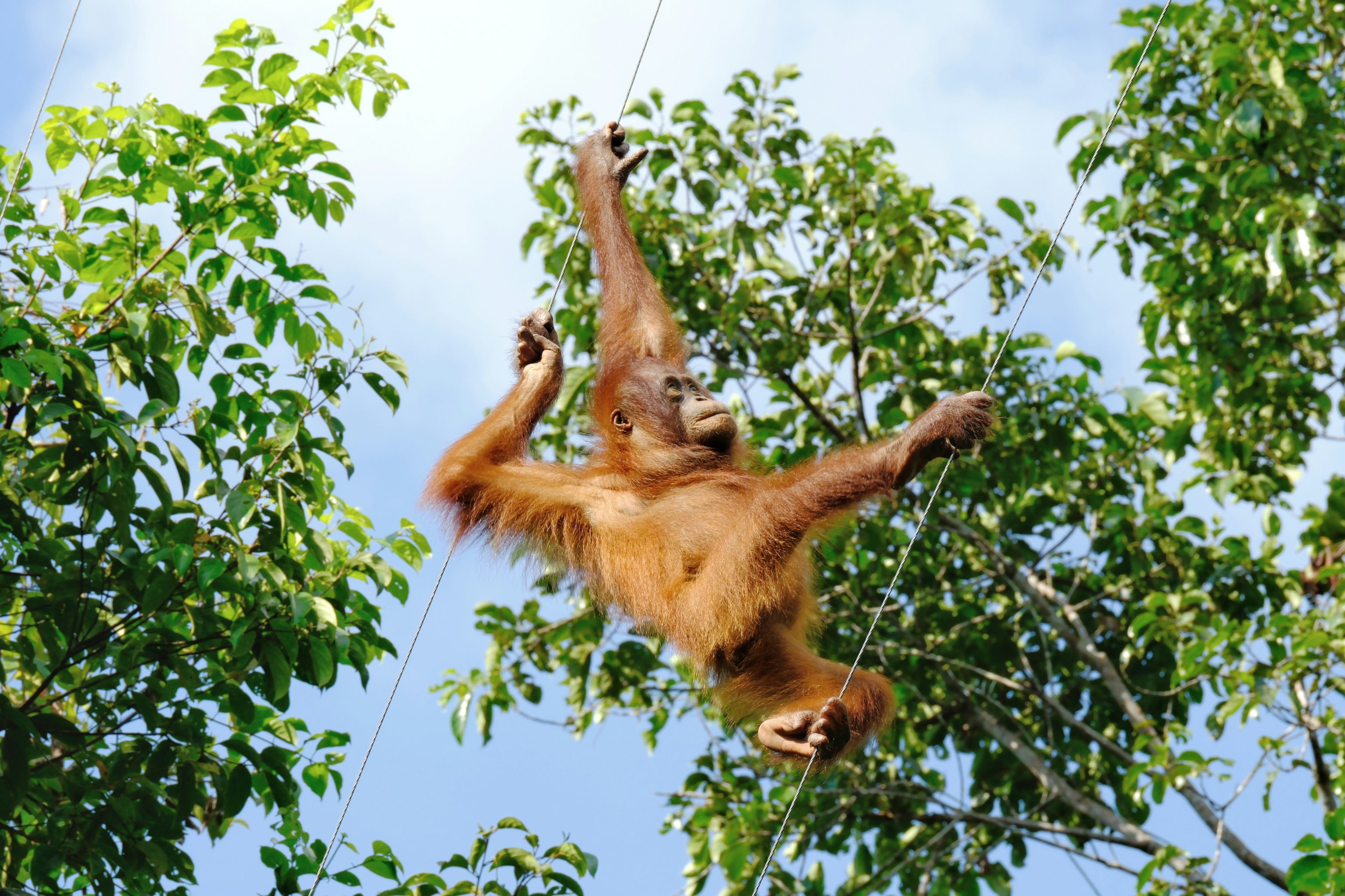 Tanjung Puting National Park