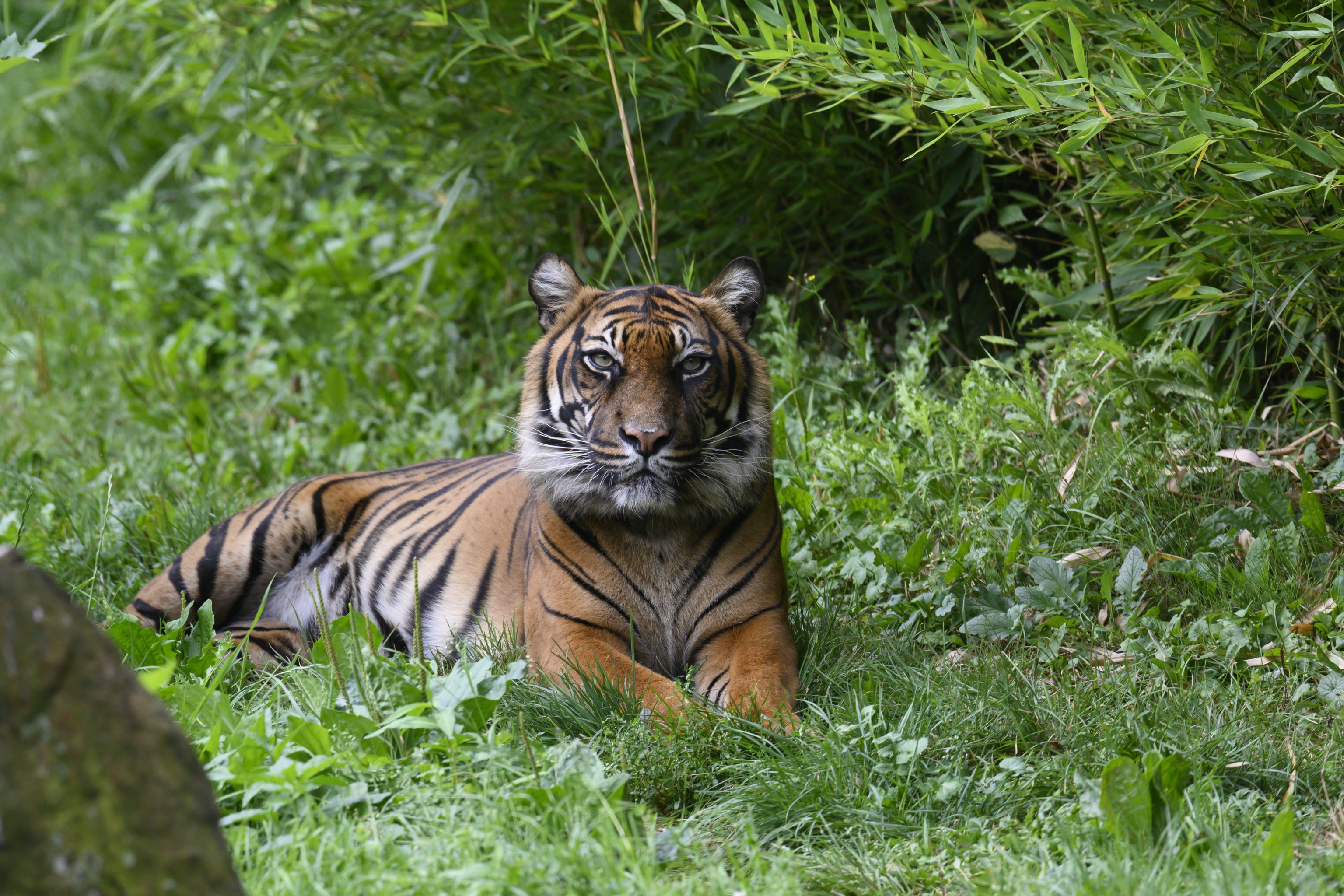 Tijger Sumatra