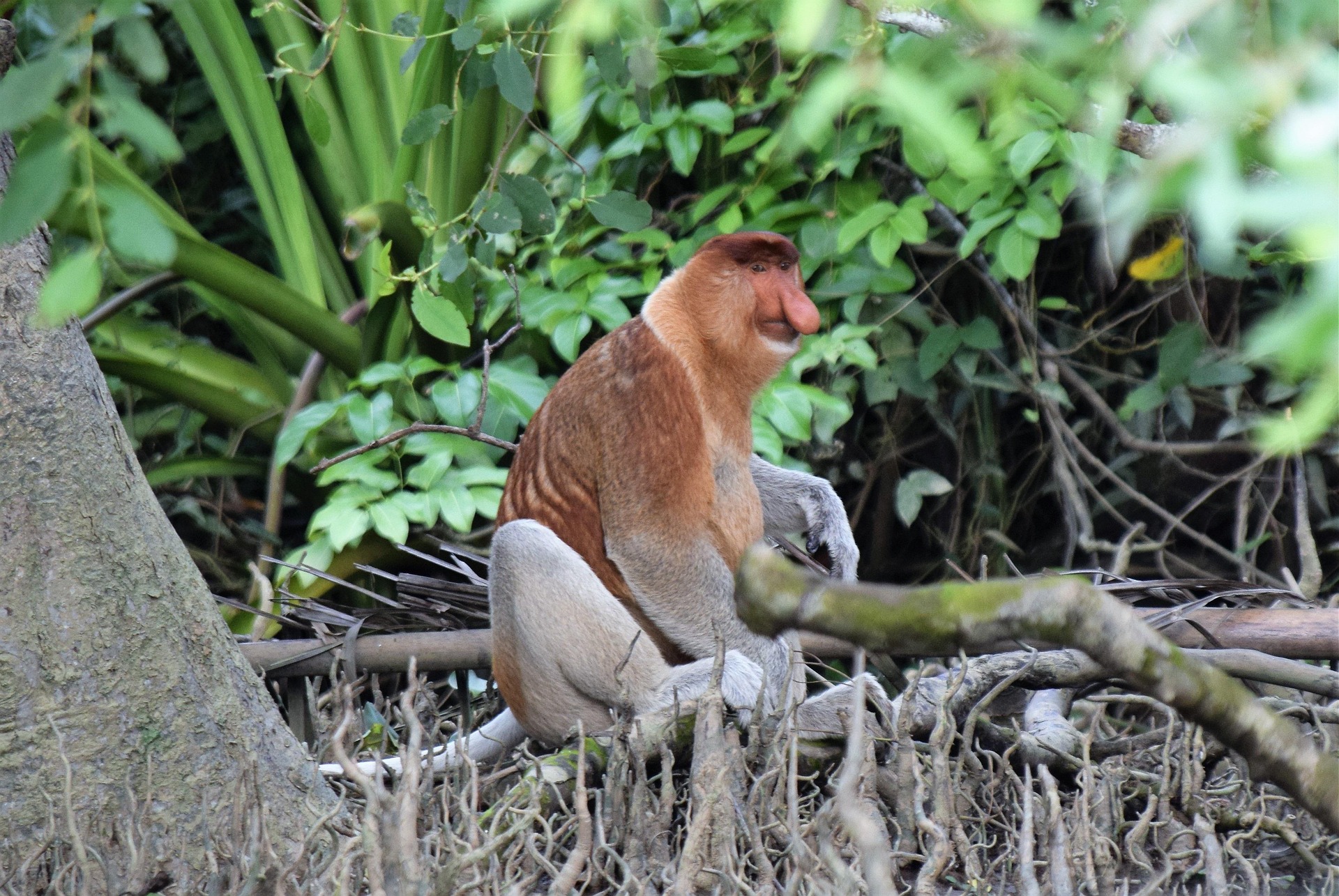 Neusaap, Kalimantan