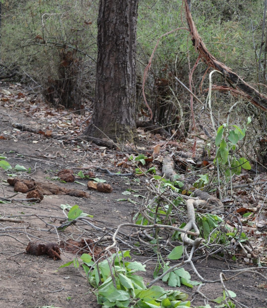Bandhavgarh olifanten spoor