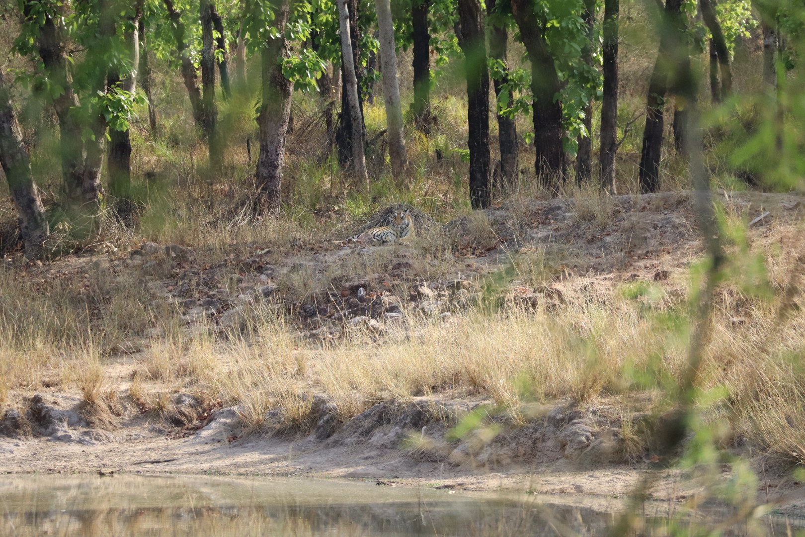 Bandhavgarh tijger
