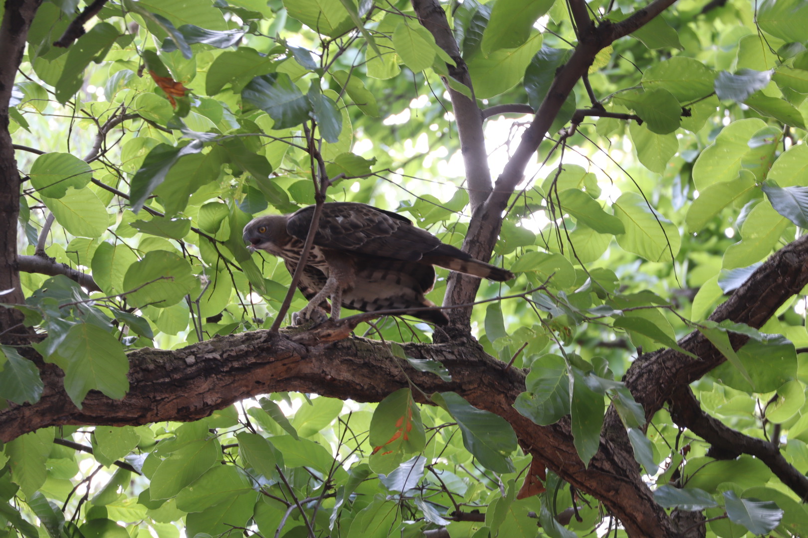 Bandhavgarh vogel