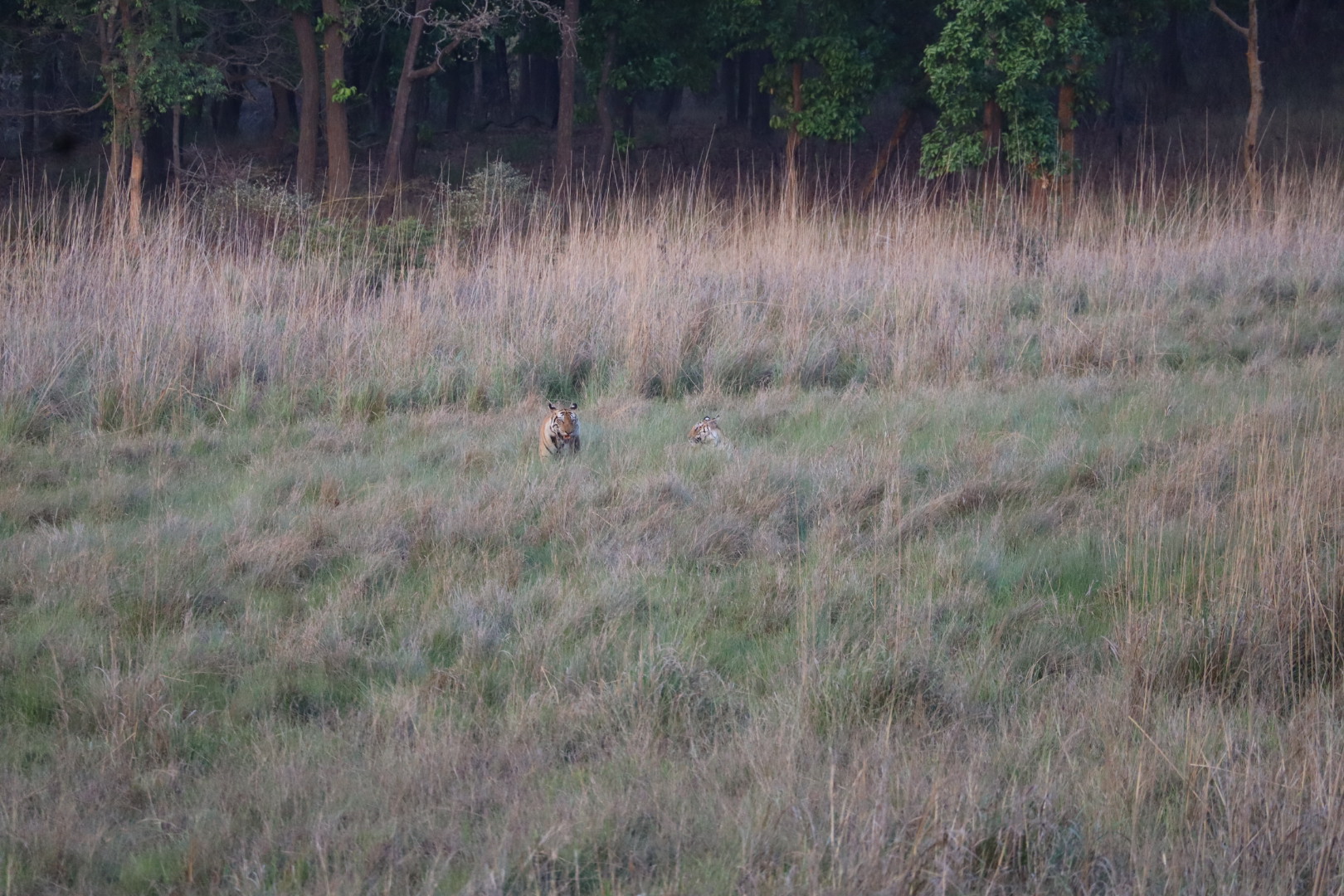 Bandhavgarh