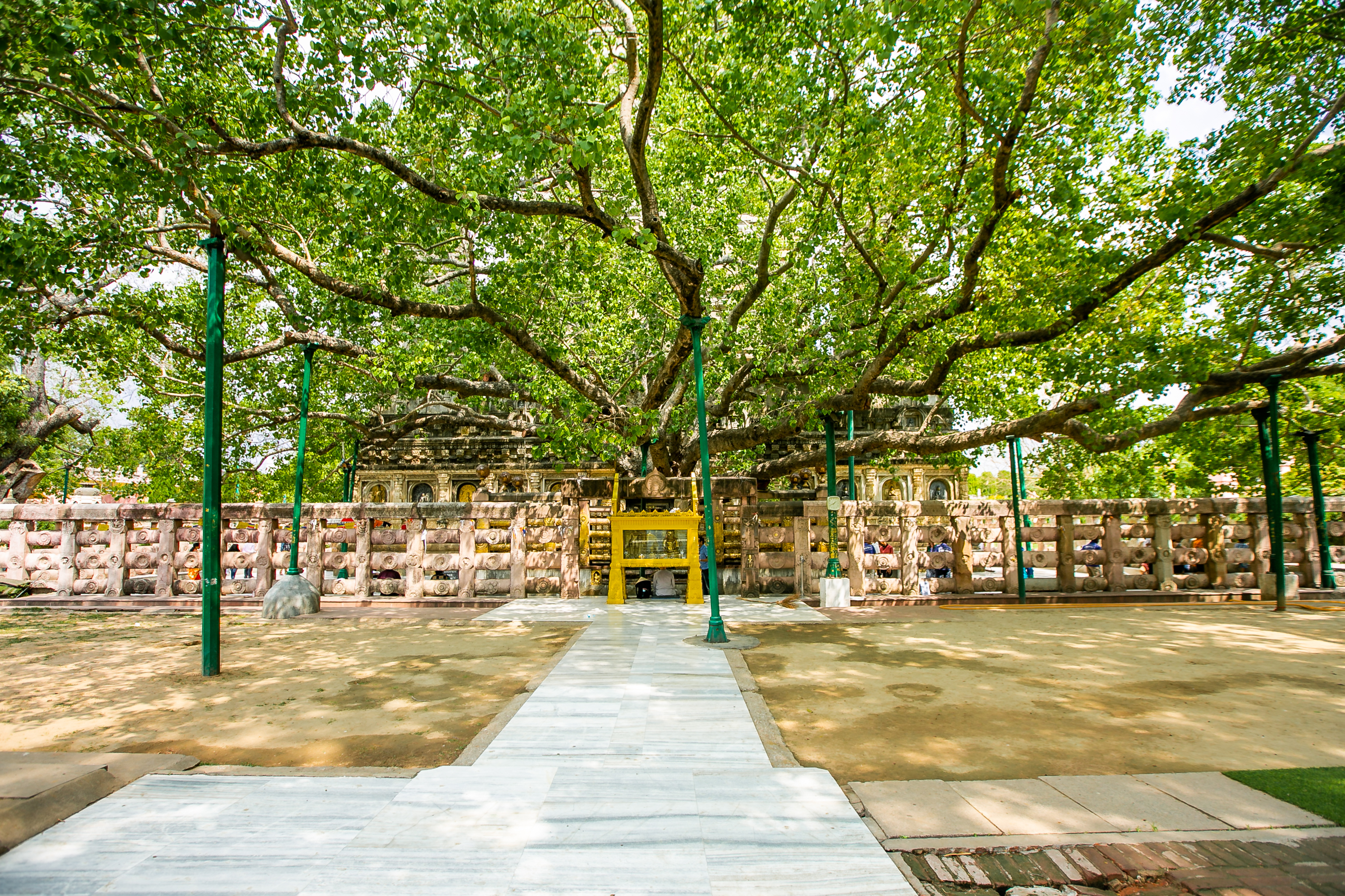 Bodhi boom in Bodhgaya
