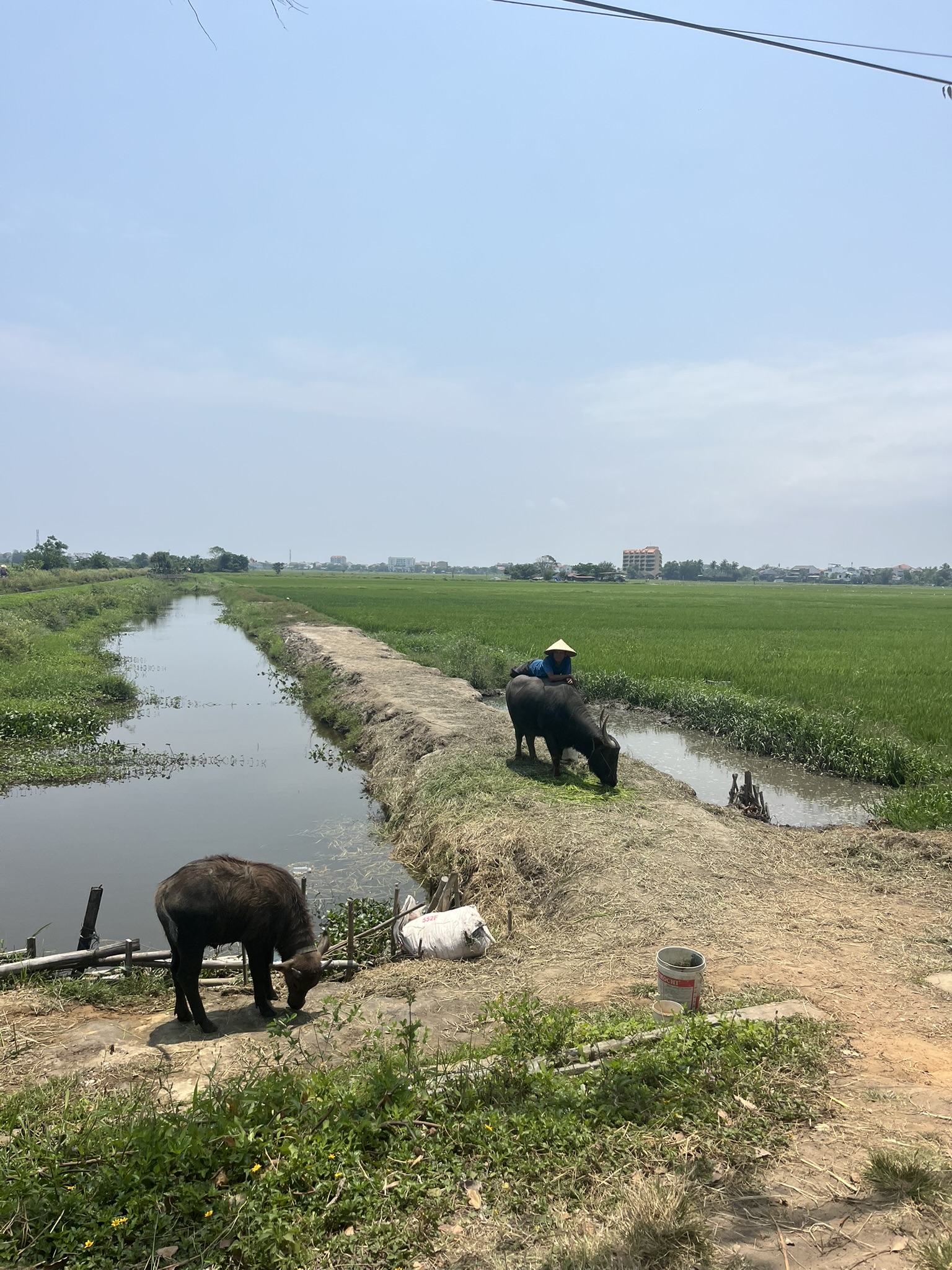 Hoi An man op buffel