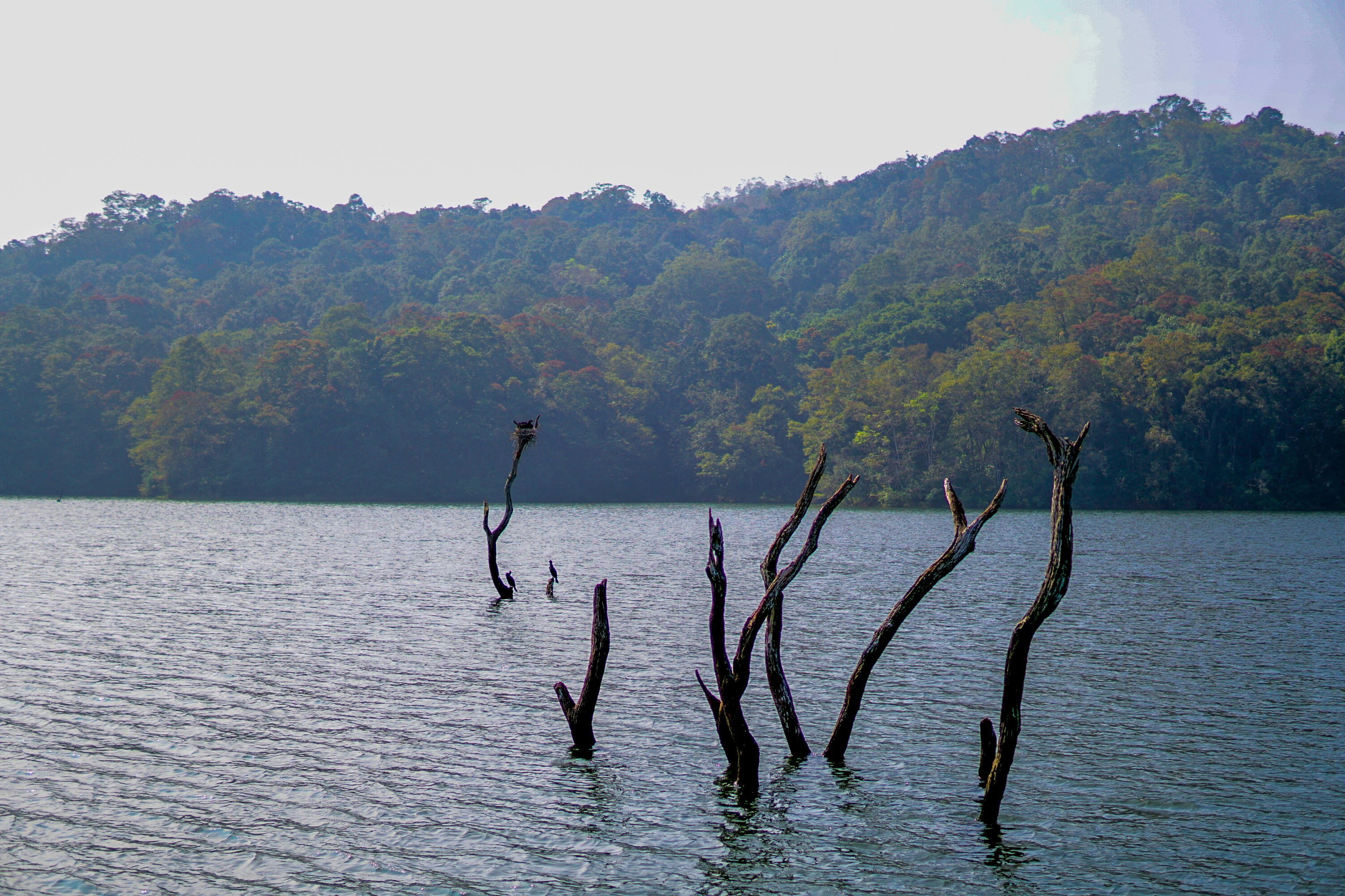Periary N.P.