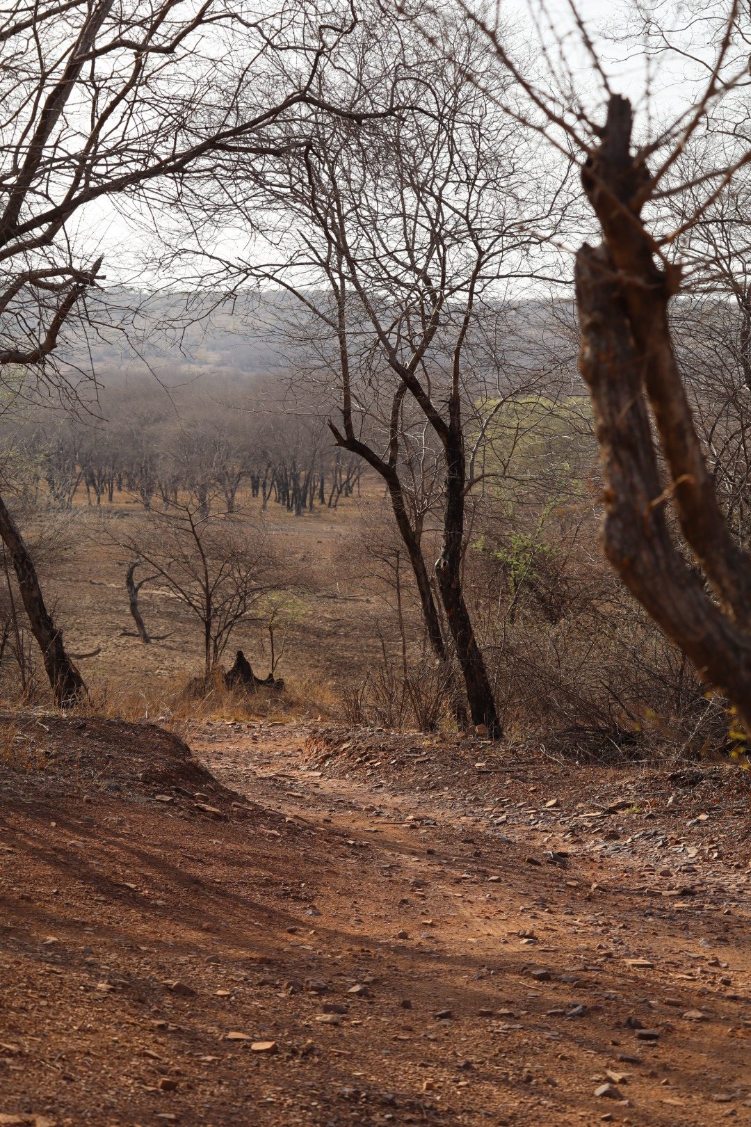 Ranthambore National Park