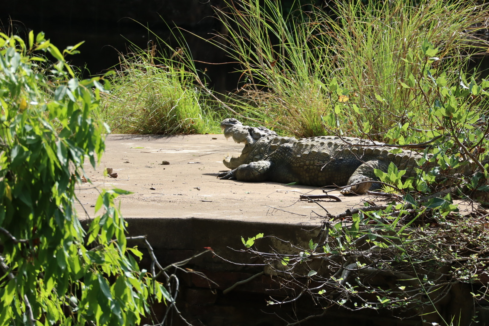 Ranthambore krokodil