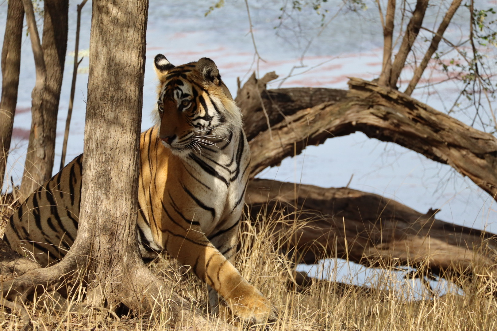 Ranthambore tijger