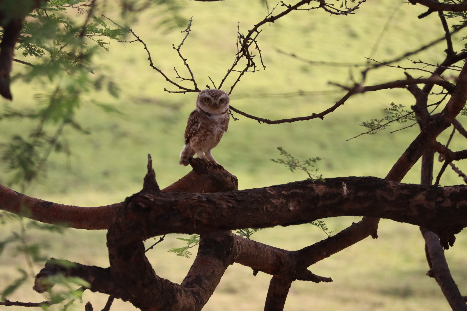 Ranthambore uil