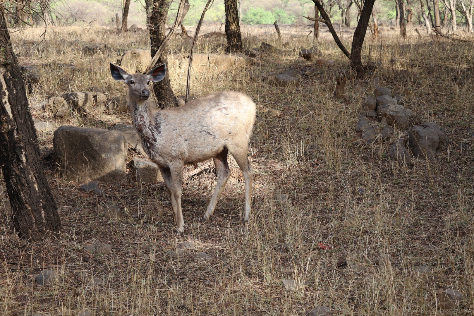 Sambar Deer Ranthambore