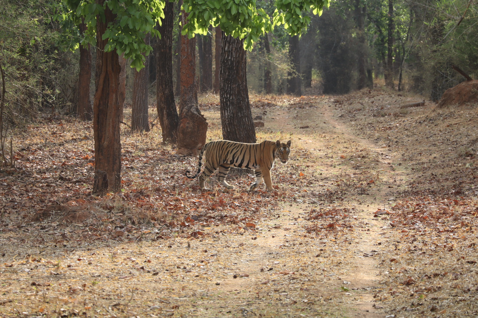 Tijger Bandhavgarh