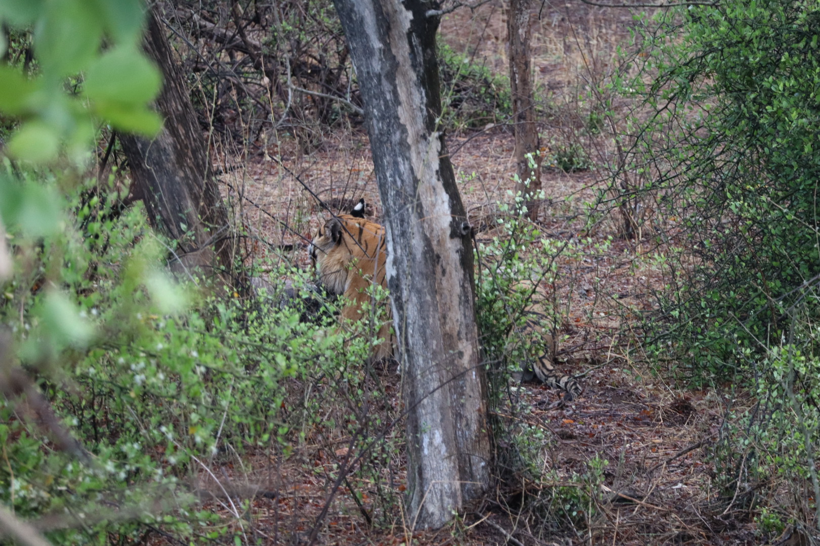 Tijger Ranthambore
